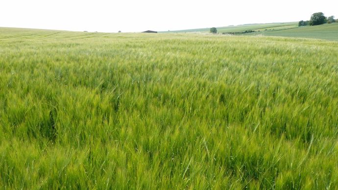 Le vrai/faux des orges de printemps semées à l’automne