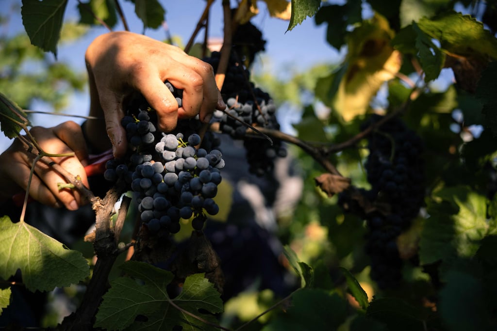 Changement climatique : des vendanges toujours plus précoces, jusqu’à quand ?