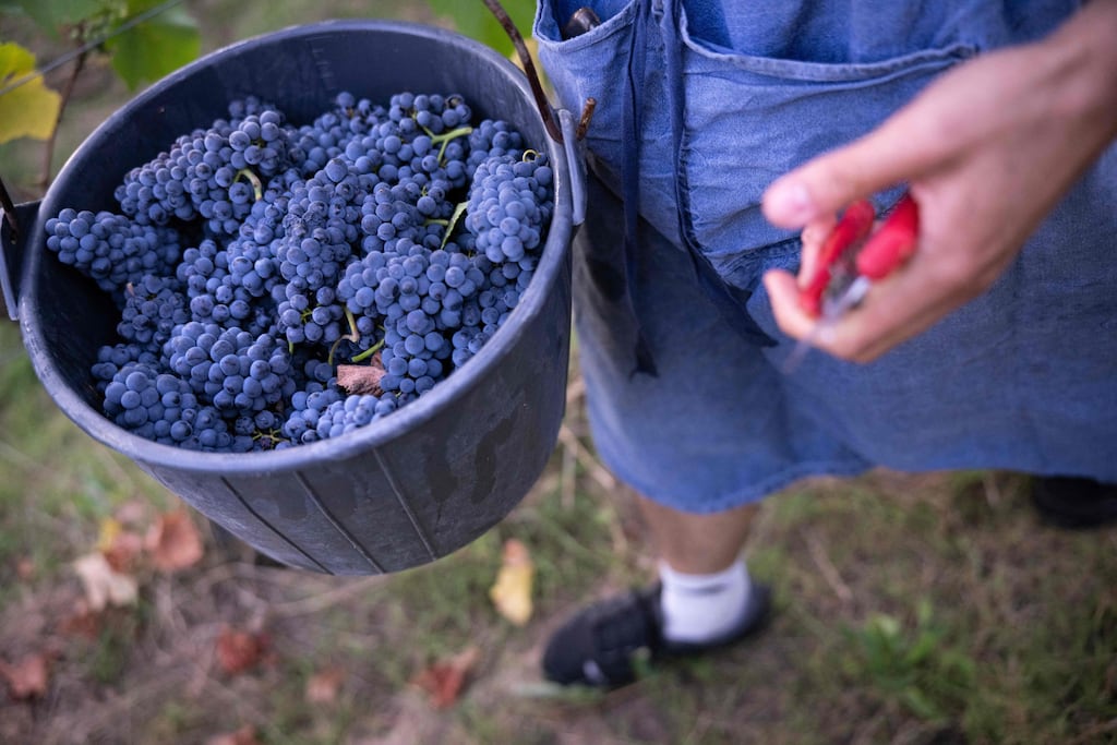 En Alsace, des vendanges particulièrement précoces : «Tout le monde s’est un peu fait surprendre»