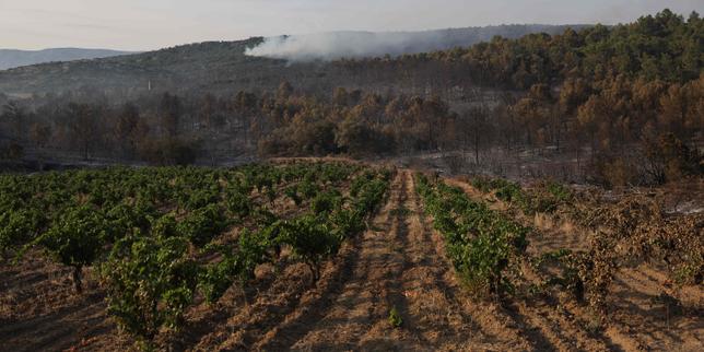 Vignoble français : malgré un millésime 2025 prometteur, les fortes inquiétudes du secteur