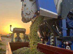 « Ça va être des vendanges acrobatiques ! » Avec la canicule, la course contre la montre a commencé pour des vignerons gardois