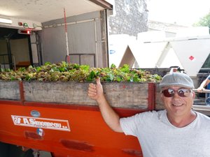 Entre canicule et maturité des raisins, un vrai coup de chaud pour les vendanges à la cave coopé de Frontignan