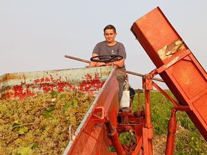À la cave coopé de Frontignan, Théo (16 ans) et Alexis (22 ans) incarnent l’avenir d’une profession qui peine à se renouveler