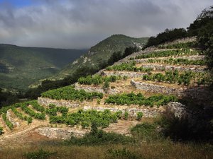 Les 29 domaines du Languedoc et du Roussillon en tête de gondole du Guide des meilleurs vins de France