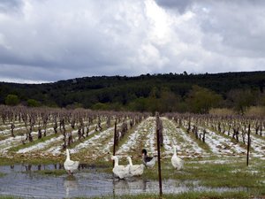 La météo n’inquiète pas les vignerons des Costières
