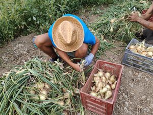 Plongée dans la production de la pépite nacrée des Cévennes : l’oignon doux