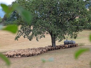 « Obligés d’entamer les stocks de fourrage » : en Aveyron, la canicule force les agriculteurs à s’adapter