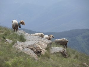 Souvenirs et anecdotes : un berger historique des Cévennes partage son expérience