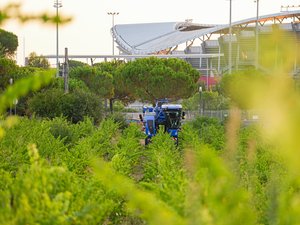 Vendanges extrêmement précoces à Montpellier : les premiers raisins de sauvignon blanc cueillis dès l’aube au domaine de Rieucoulon