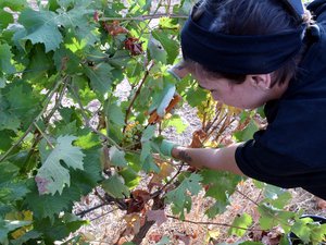 Canicule, vendanges, demande des consommateurs… les présidents des caves coopératives du Biterrois ont dressé un état des lieux en mairie de Béziers