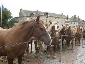 Les plus beaux chevaux de trait à découvrir sur la place du village