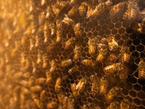« On ne fait pas ce métier pour l’argent » : en Aveyron, une récolte 2025 fauchée par la sécheresse et les 40 °C