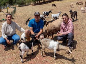 Un été avec les animaux du Sud-Aveyron : entre passion et transmission à l’Arche du Rougier
