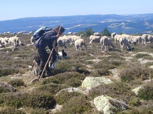 Le quotidien rythmé des bergers du Mont Lozère en estive : « Aussi longtemps qu’on pourra faire avec des bergers, on le fera »