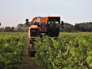 « C’est parti pour être une jolie vendange » : à la cave d’Héraclès comme un air de vin dans l’air