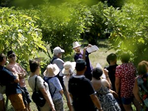La figue, l’autre star de l’Assomption