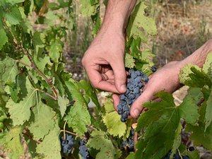« Pendant les vendanges, on fait preuve d’humilité face à la nature » : une cave coopérative d’Entre-Vignes s’adapte au climat