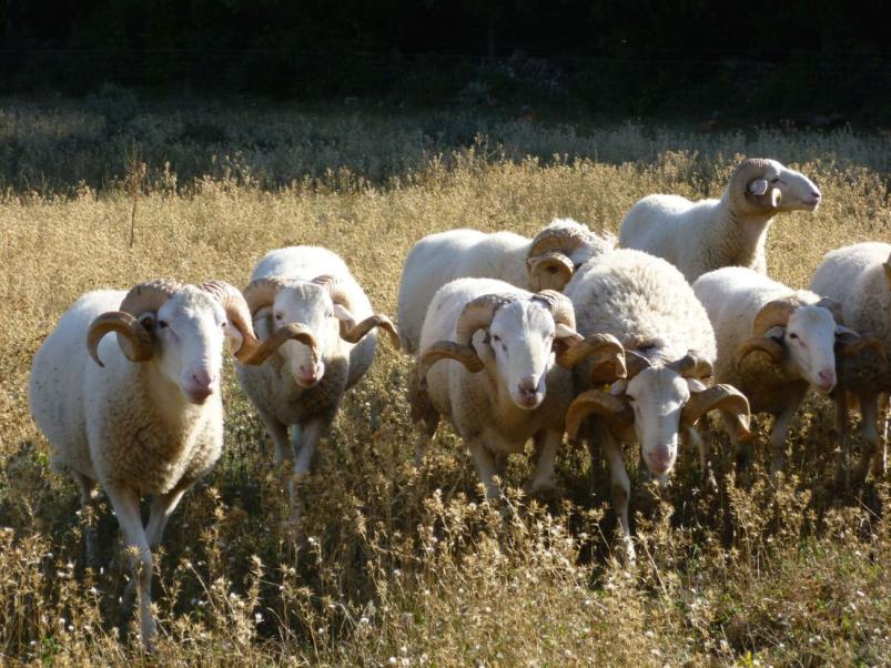 Tout savoir sur la fièvre catarrhale ovine (FCO)