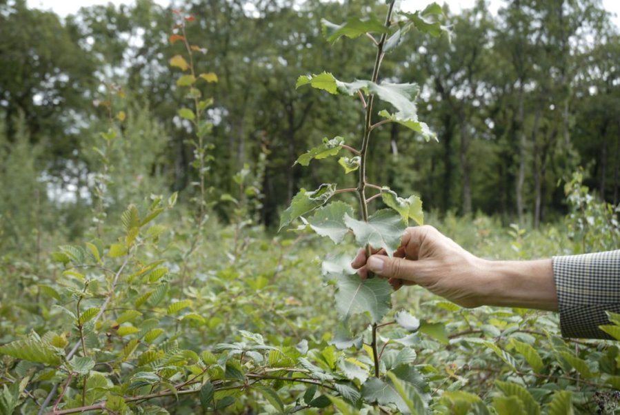 La politique nationale de conservation des ressources génétiques forestières