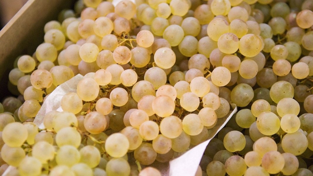 À la découverte du raisin Chasselas de Moissac AOP