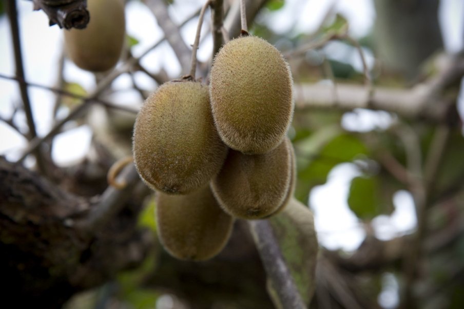 C’est de saison : le kiwi