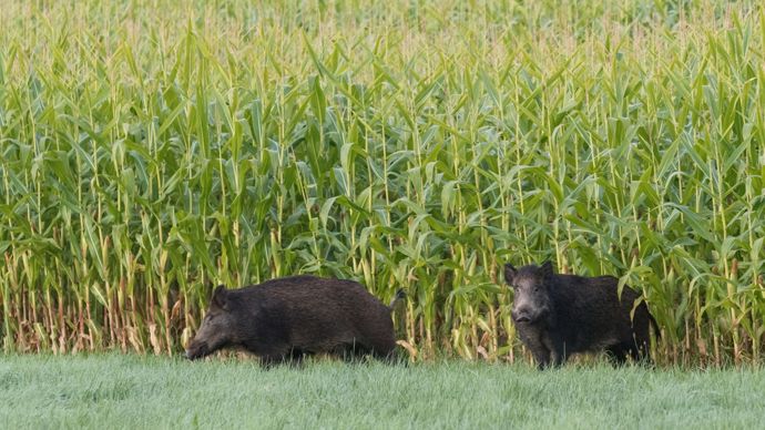 Les chasseurs ne veulent plus payer seuls pour les dégâts des sangliers