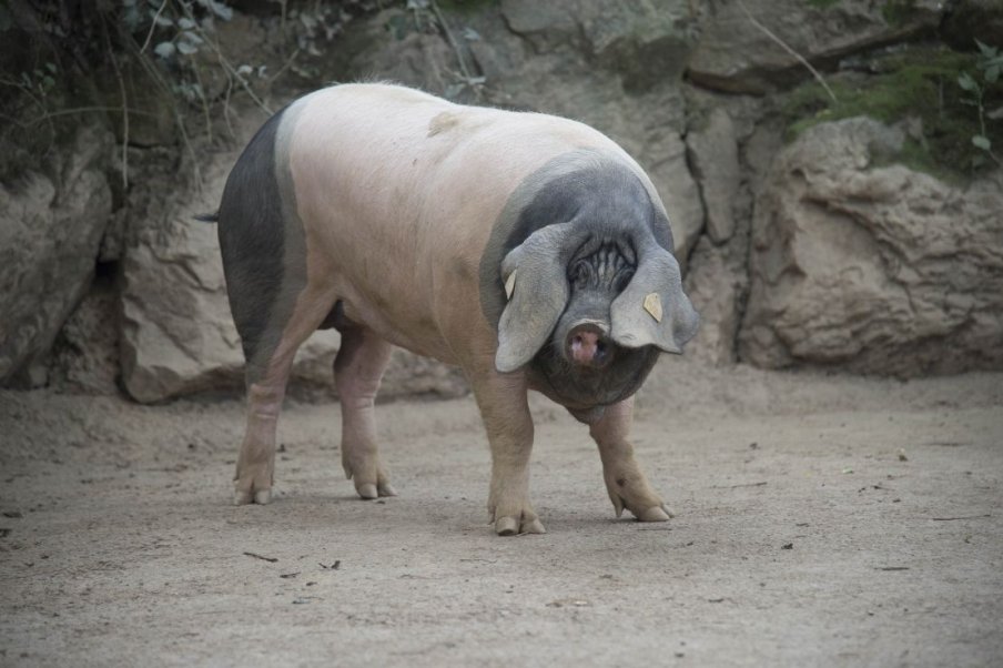 À la découverte de la viande de porc « Kintoa » AOP