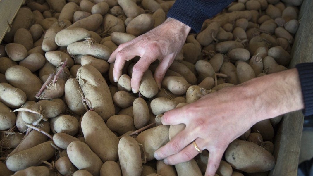 Lutte contre le gaspillage alimentaire : Solaal, l’association qui facilite le don agricole