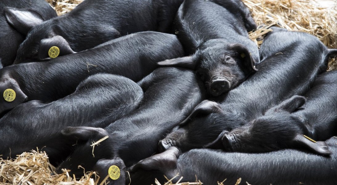 La peste porcine africaine : Questions – Réponses
