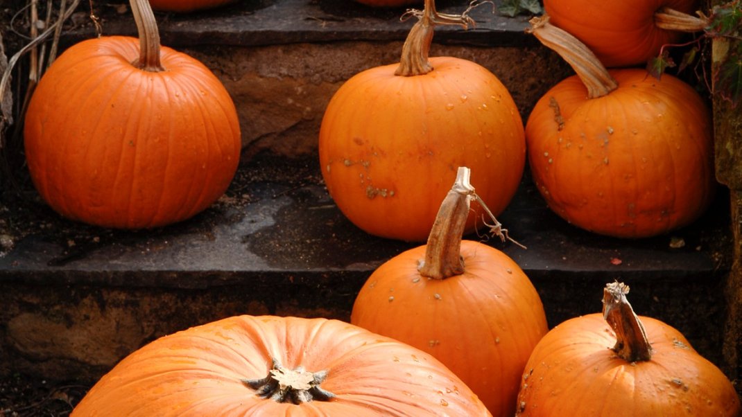 Courges et potirons, savoureux légumes d’automne