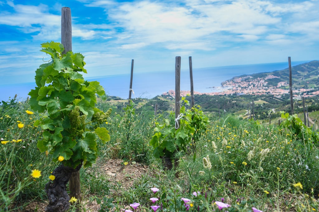 Les vignerons, vin debout face à la crise climatique