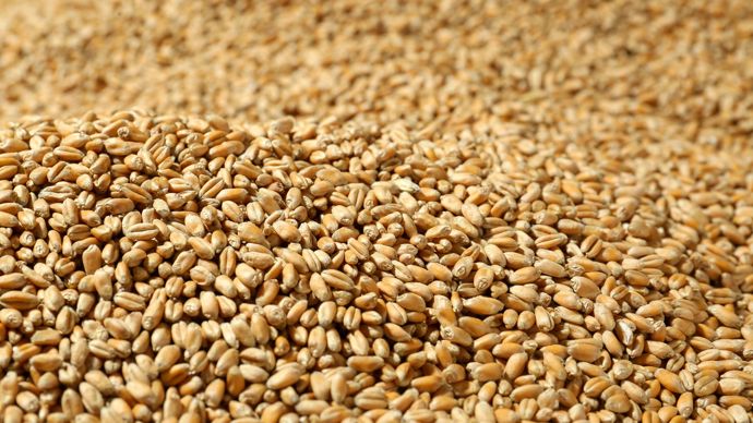 Rebond prudent des maïs, blé et soja sur les marchés mondiaux