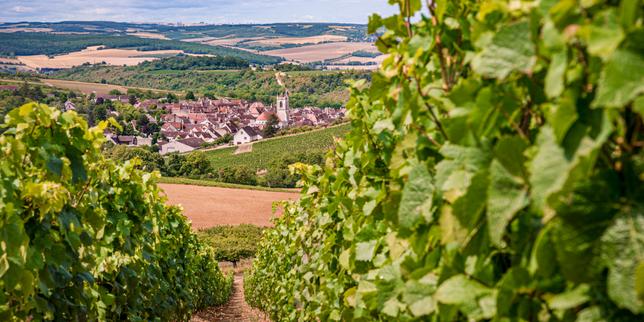 Pesticides : une étude d’ampleur vient confirmer la surexposition des riverains des vignes