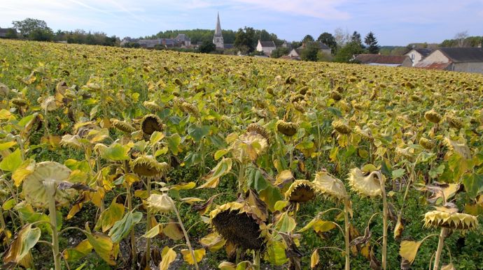 Récolte 2025 : Les estimations de rendement en tournesol par département