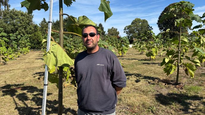 Adrien Anthierens (60) s’est lancé dans la plantation de paulownias