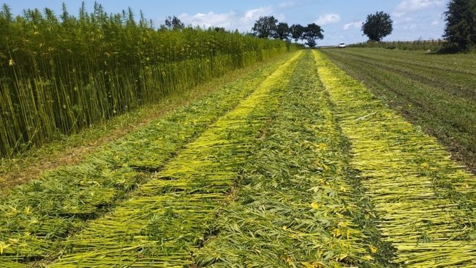 Le chanvre textile, un « poumon économique pour la ferme »
