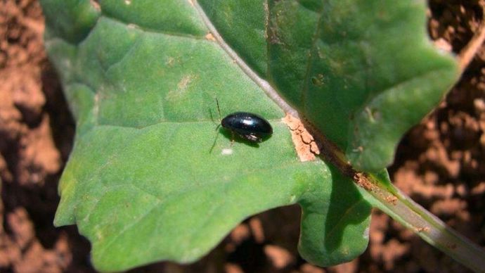 Attention aux grosses altises dans le colza