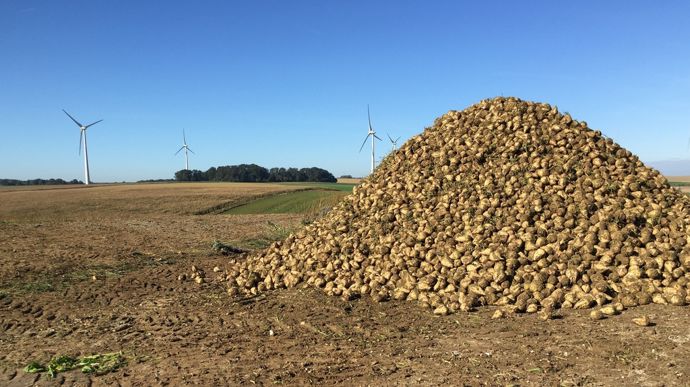 Saint Louis Sucre estime un rendement agricole supérieur à celui des dernières années