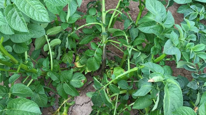 Maladie de la jambe noire : préserver la qualité du plant de pomme de terre