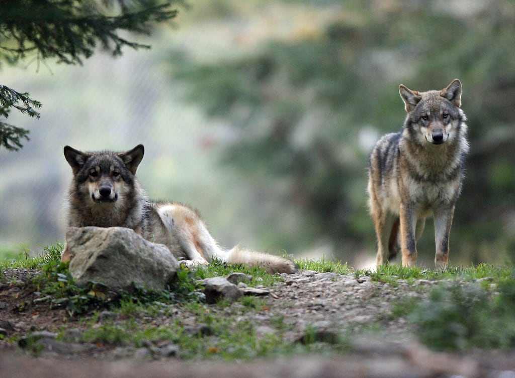 Attaques de loups sur les troupeaux : feu à volonté pour les éleveurs