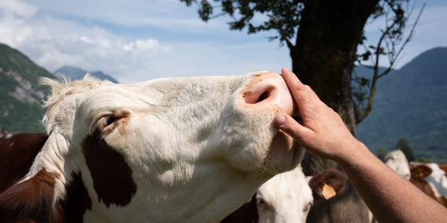 Dermatose nodulaire bovine : un deuxième foyer confirmé dans l’Ain, le ministère de l’agriculture appelle à accélérer la vaccination
