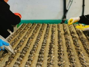 Plusieurs centaines de kilos de naissains d’huîtres dérobés sur le bassin de Thau cet été