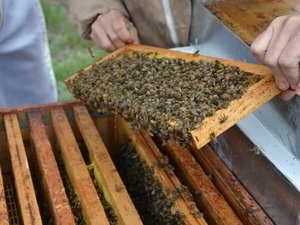 Des cours théoriques et pratiques pour s’initier à l’apiculture en Lozère