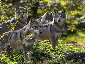 L’État va faciliter l’abattage des loups : l’annonce laisse les éleveurs sceptiques et les associations inquiètes
