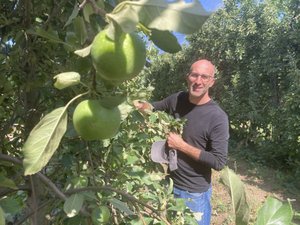 « Quand le kilo est vendu moins de 1 €, c’est compliqué » : comment la pomme, fruit local, est cueillie, calibrée, conditionnée et vendue ?