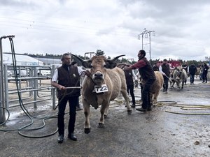 Le concours national de la race aubrac réunit 400 bêtes et près de 150 éleveurs venus d’un peu partout en France
