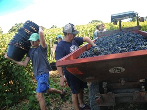 Quand la vigne devient un superbe terrain d’apprentissage