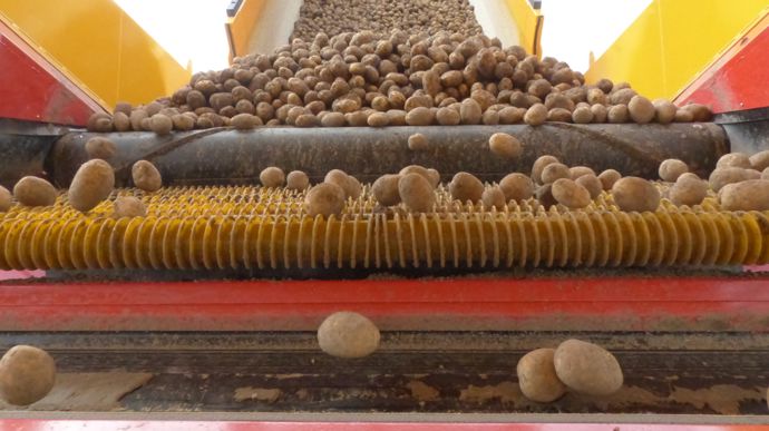 Récolte de pommes de terre 2025 : l’offre dépasse la demande
