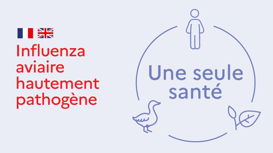 Influenza aviaire : le plan de vaccination de la France