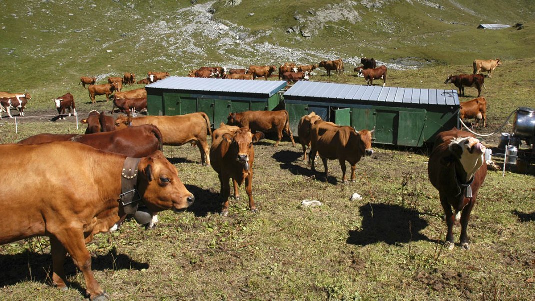 DNC : l’État mobilisé aux côtés des éleveurs pour accompagner la descente d’estive des bovins présents en zone réglementée